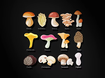 Different Types Of Mushrooms Colorful Illustration With Names And Varieties 3d model