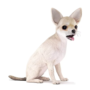 chihuahua dog animal pet dog puppy dog chihuahua reptile 3d model