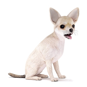 chihuahua dog animal pet dog puppy dog chihuahua reptile 3d model