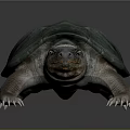 Turtle Cartoon Turtle Snapping Turtle Chickbill Turtle Reptile Cold Blooded Animal Reptile Class 3d model