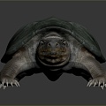 Turtle Turtle Cartoon Turtle Snapping Turtle Chickbill Turtle Reptile Cold Blooded Animal Reptile Reptile Class 3d model