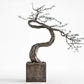 Artistic Bonsai Plant With Curved Trunk And Pine Needle Like Leaves On Wooden Base