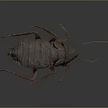 Detailed Realistic Cockroach Model With Segmented Body And Long Antennae 3d model