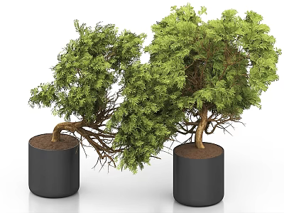 Bonsai Potted Plants with Lush Green Foliage in Black Cylindrical Pots for Home Decor 3d model