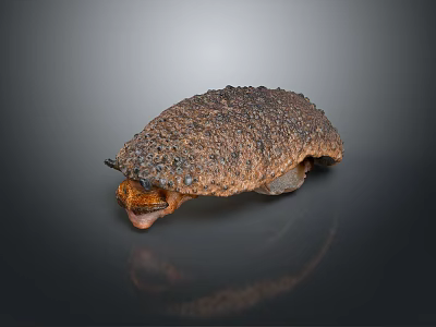 Brown Spiky Reptile With Rough Textured Skin On Dark Reflective Surface 3d model