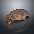 Brown Spiky Reptile With Rough Textured Skin On Dark Reflective Surface