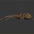 Brown Spider With Long Legs On Dark Reflective Background Close Up View 3d model