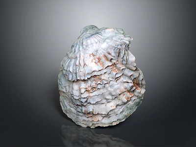 Oyster Shell With Layered Texture And Natural Color Patterns On Gray Background 3d model
