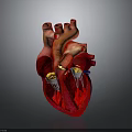 3D Rendered Human Heart Displaying Detailed Anatomical Structures For Medical Education