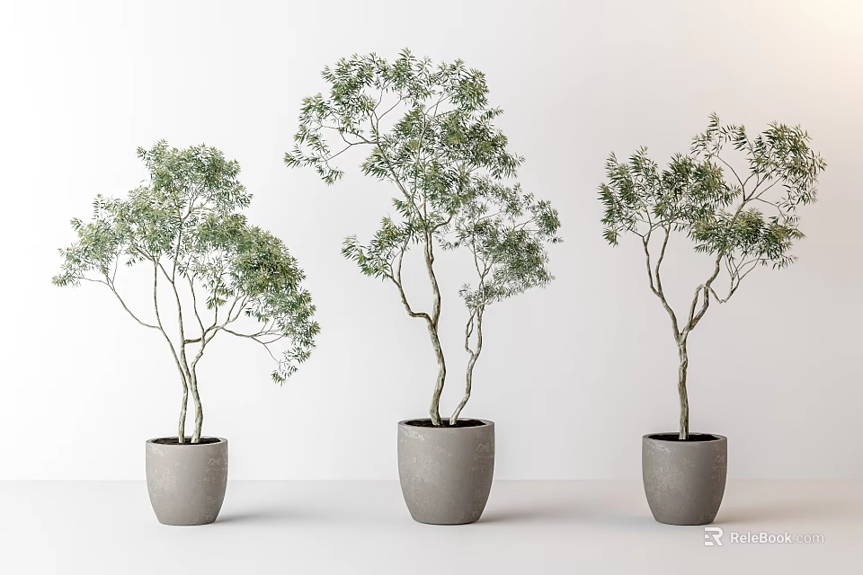 Three Bonsai Potted Plants with Lush Green Foliage in Minimalist Gray Pots 3d model 