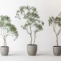 Three Bonsai Potted Plants with Lush Green Foliage in Minimalist Gray Pots