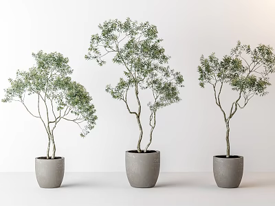 Three Bonsai Potted Plants with Lush Green Foliage in Minimalist Gray Pots 3d model