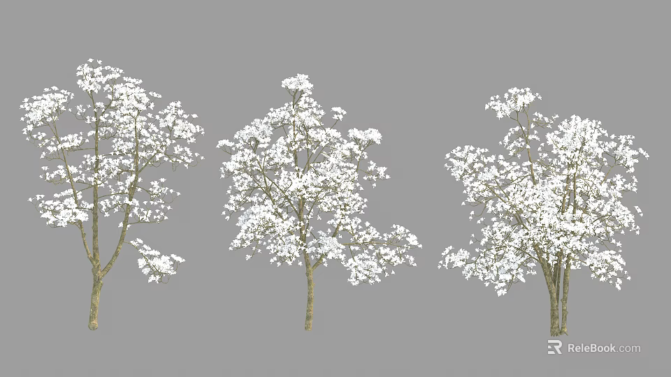 Three Arbor Trees Blooming With White Flowers Against Gray Background 3d model