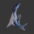 Vibrant Blue And Pink Fish With Transparent Fins On White Background