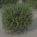 Various Shaped Green Shrubs For Garden Landscaping And Outdoor Decoration
