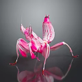 Vibrant Pink Mantis Game Movie Character With Intricate Patterns And 3D Render Design 3d model