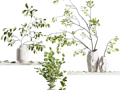 White Ceramic Vases With Green Leafy Branches And Foliage On Shelves 3d model