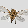 Cicada With Transparent Spotted Wings And Striped Body On Gray Background