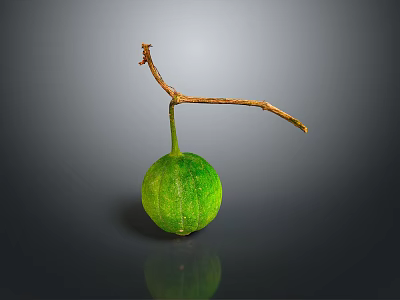 Fresh Green Gourd Hanging From Branch On Dark Background With Reflection 3d model