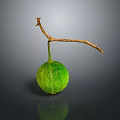 Fresh Green Gourd Hanging From Branch On Dark Background With Reflection 3d model
