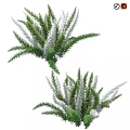 Green and Silver Leaf Shrubs with Lush Foliage for Garden Landscaping Design