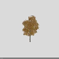 Standing Tall Arbor With Golden Yellow Leaves And Person Silhouette