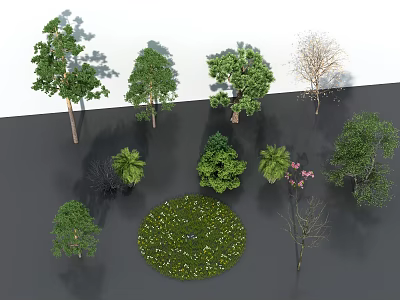 Various Types of Garden Trees with Green Leaves Deciduous and Evergreen Varieties for Landscape Design 3d model