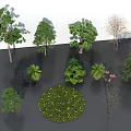 Various Types of Garden Trees with Green Leaves Deciduous and Evergreen Varieties for Landscape Design
