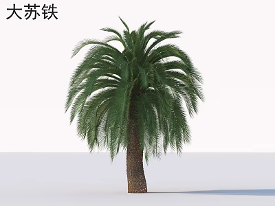 Large Cycad Arbor With Tall Trunk And Lush Feathery Green Fronds In Garden Landscape 3d model