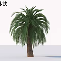 Large Cycad Arbor With Tall Trunk And Lush Feathery Green Fronds In Garden Landscape