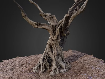 Ancient Arbor With Gnarled Trunk And Exposed Roots On Natural Ground 3d model