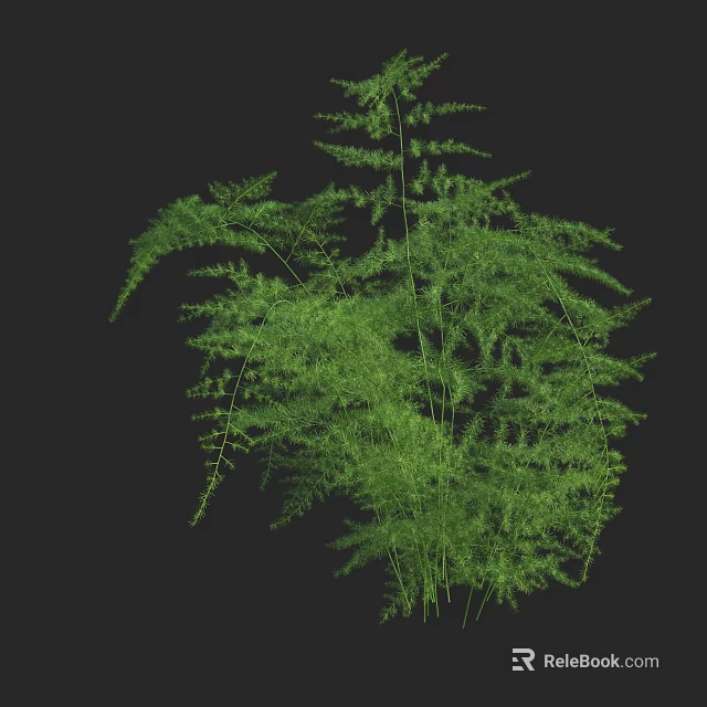 Lush Green Fern Plant with Vibrant Fronds Against Black Background 3d model 