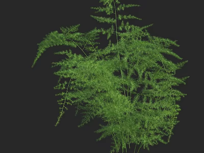 Lush Green Fern Plant with Vibrant Fronds Against Black Background 3d model