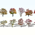 Arbor Trees Featuring Various Colored Leaves And Shadows In Landscape Design 3d model