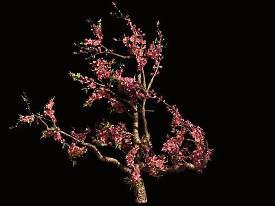 Vibrant Flowering Arbor With Pink Blossoms And Delicate Branches On Black Background 3d model