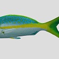 Yellow Snapper Marine Fish 3d model