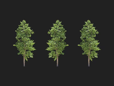 Three Arbor Trees With Lush Green Foliage And Brown Trunks Against Black Background 3d model
