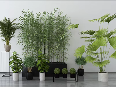 Indoor Potted Plants Bamboo Palm and Small Greenery in Black White Pots with Metal Stands 3d model