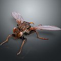 fly green head fly insect animal 3d model