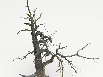 Dead Tree With Crow Perched On Bare Branches Against White Background 3d model