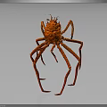 Red Spider Like Marine Creature With Long Legs And Distinctive Appearance On Dark Background
