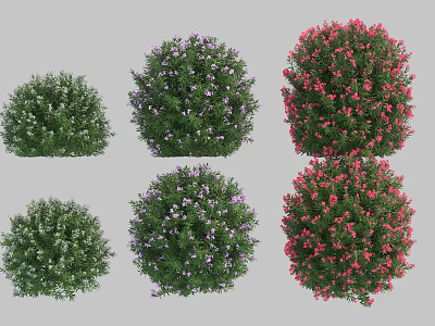 Colorful Flowering Shrubs With Green Purple Red Blooms For Garden Landscaping 3d model