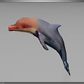 Vibrant Pink And Blue Gradient Dolphin Jumping In Mid Air With Smooth Surface Texture 3d model