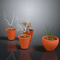 Plants in Terracotta Pots Various Types Including Bare Branches Green Grass-like on Dark Background