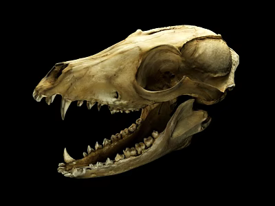 High Quality Animal Skull Medical Teaching Model With Detailed Teeth And Eye Socket 3d model