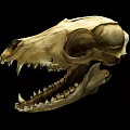 High Quality Animal Skull Medical Teaching Model With Detailed Teeth And Eye Socket