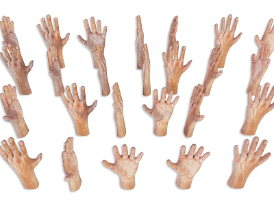 Medical Training Hand Models With Various Different Poses For Rehabilitation Practice 3d model