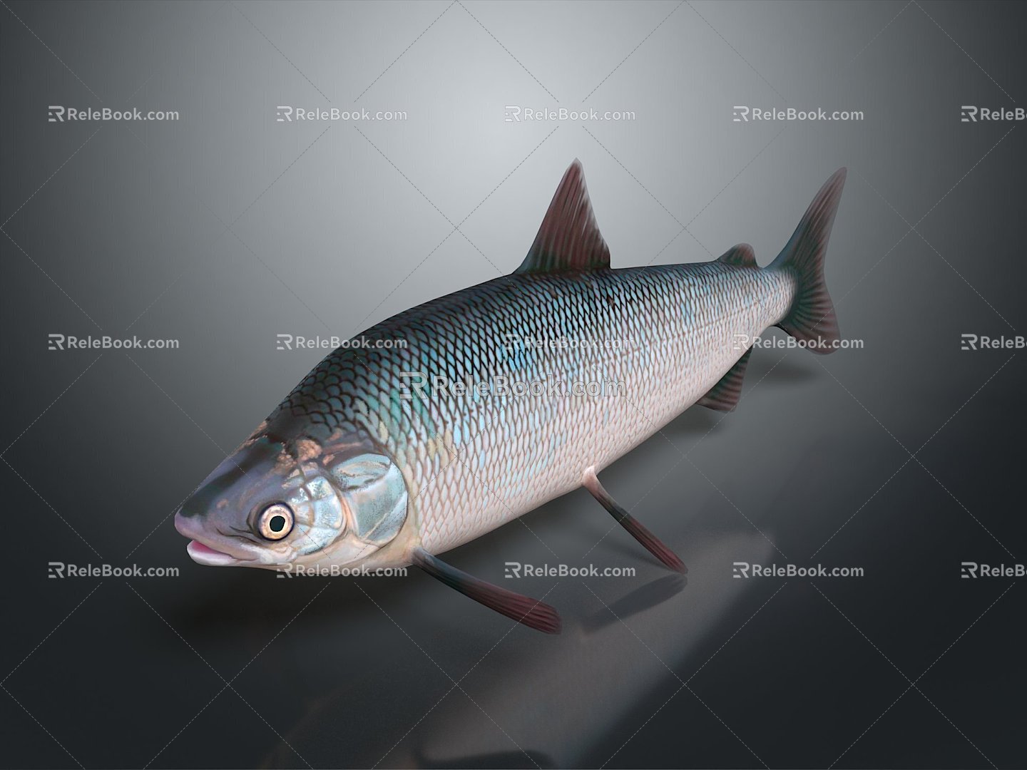 Catfish Carp Sturgeon Bass Freshwater Fish Various Carp Grass Carp Crucian Carp 3d model