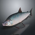 Fresh Silver Scaled Fish With Red Fins And Detailed Eyes For Kitchen Cooking Ingredient