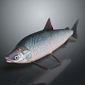 Catfish Carp Sturgeon Bass Freshwater Fish Various Carp Grass Carp Crucian Carp 3d model